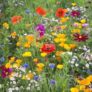 Free Wild Flower Seeds 1g Sachet to Save the Bees – just pay postage