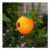 Fruit Bird House – Orange