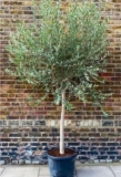 GIANT Tuscan Olive Tree – Olea Europa – Mediterranean Olive Tree XXXL – Large Specimen – circa 200-250cm tall