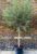 GIANT Tuscan Olive Tree – Olea Europa – Mediterranean Olive Tree XXXL – Large Specimen – circa 200-250cm tall