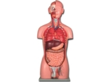 Gima Dual-Sex Human Torso Anatomical Model, 25 Parts w/ code sold by STOCS UK