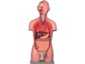 Gima Dual-Sex Human Torso Anatomical Model, 25 Parts w/ code sold by STOCS UK