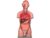 Gima Dual-Sex Human Torso Anatomical Model, 25 Parts w/ code sold by STOCS UK