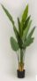 Green Banana Tree