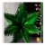 Green Metallic Star.