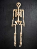 Halloween 5ft Indoor Skeleton – Free C&C