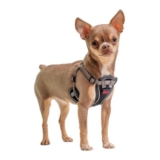 Halti Anatomy Harness for Puppy and Small Dogs XXS Grey