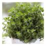 Herb – Origanum Vulgare