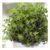 Herb – Origanum Vulgare