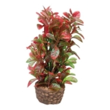 Hobby 51533 Flora Stone 4