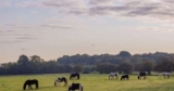 Hopefield Animal Sanctuary Entry Includes School Holidays 1 adult 1 child with code