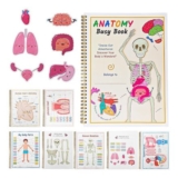 Human Anatomy Busy Book, Educational Interactive Learning, A4, 64 Pages