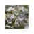 Hydrangea Runaway Bride – 14cm Pot