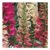 Johnsons Foxglove Foxy Mixed Flower Seeds