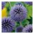Johnsons Globe Thistle Echinops Flower Seeds