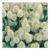 Johnsons Grass Lagurus Bunny Tails Seeds
