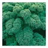 Johnsons Organic Westland Winter Kale Seeds 40 Pack