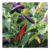 Johnsons Pepper Jazz Vegetable Seed Pack