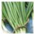 Johnsons Spring Onion Snow Queen Vegetable Seed Pack