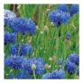 Johnsons Wildflowers Cornflower Blue Flower Seeds