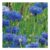 Johnsons Wildflowers Cornflower Blue Flower Seeds