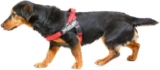 Julius-K9 Color & Gray Belt Harness for Dogs, Size Mini, Red-Gray
