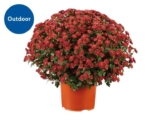 Large Chrysanthemum Bush in 19cm pot