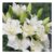Lily Belvedere – Double Flowering Fragrant Lily Flowers – Pack of 3 Bulbs