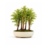 Metasequoia Forest Bonsai Tree