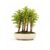 Metasequoia Forest Bonsai Tree