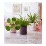 Mini Plant Starter Set