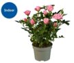 Mini Rose