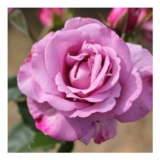 My Lovely Dad Floribunda Bush Rose 4 Litre Pot