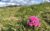 National Trust Family Day Pass (2 adults and up to 3 children) for Octoplus members
