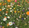 One free pack of bee saving seeds – just pay postage