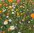 One free pack of bee saving seeds – just pay postage