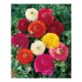 Pack of 50 Ranunculus Giant Asiaticus Mix Corms