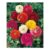 Pack of 50 Ranunculus Giant Asiaticus Mix Corms