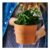 Personalised Friendship Flower Pot