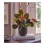 Prayer Plant in Ceramic Pot