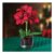 Red Coopers of Stortford Amaryllis Plant in Decorative Glass Pot
