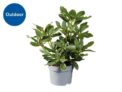 Rhododendron plant in 17cm pot