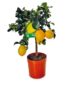 Roots & Bloom – Decorative Citrus Plant