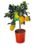 Roots & Bloom – Decorative Citrus Plant