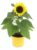 Roots & Blooms 2L Patio Sunflower in Pot