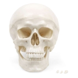 Skull Model Life-Size Human Skull, 3-Part Removable Calvarium & Movable Jaw Realistic Sutures, Foramina & Fissures – Prime Day Deal