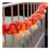 String of LED Mushroom Lights