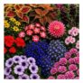 Summer Flowering Bedding Collection