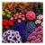 Summer Flowering Bedding Collection