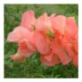 Sweet Pea Seeds Princess Elizabeth